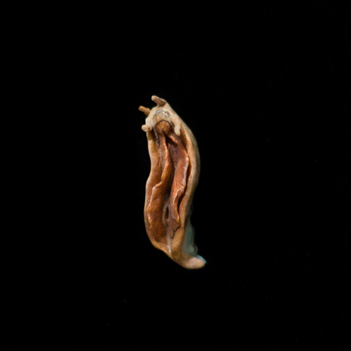 slug vulva